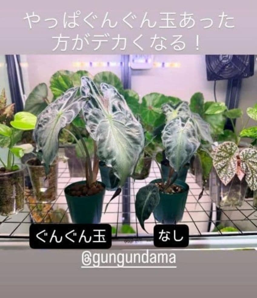1㎏限定5セットのみ　奇跡の天然鉱石「ぐんぐん玉」観葉植物用です。