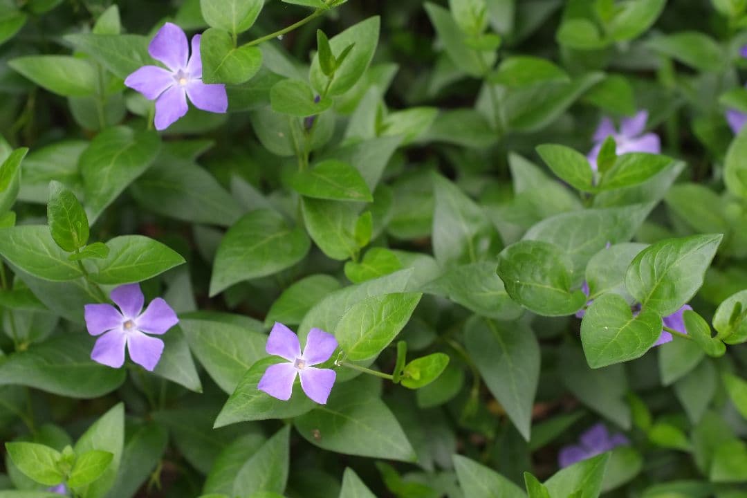 Ai-S NIKKOR 50mm f 1.8 パンケーキレンズ