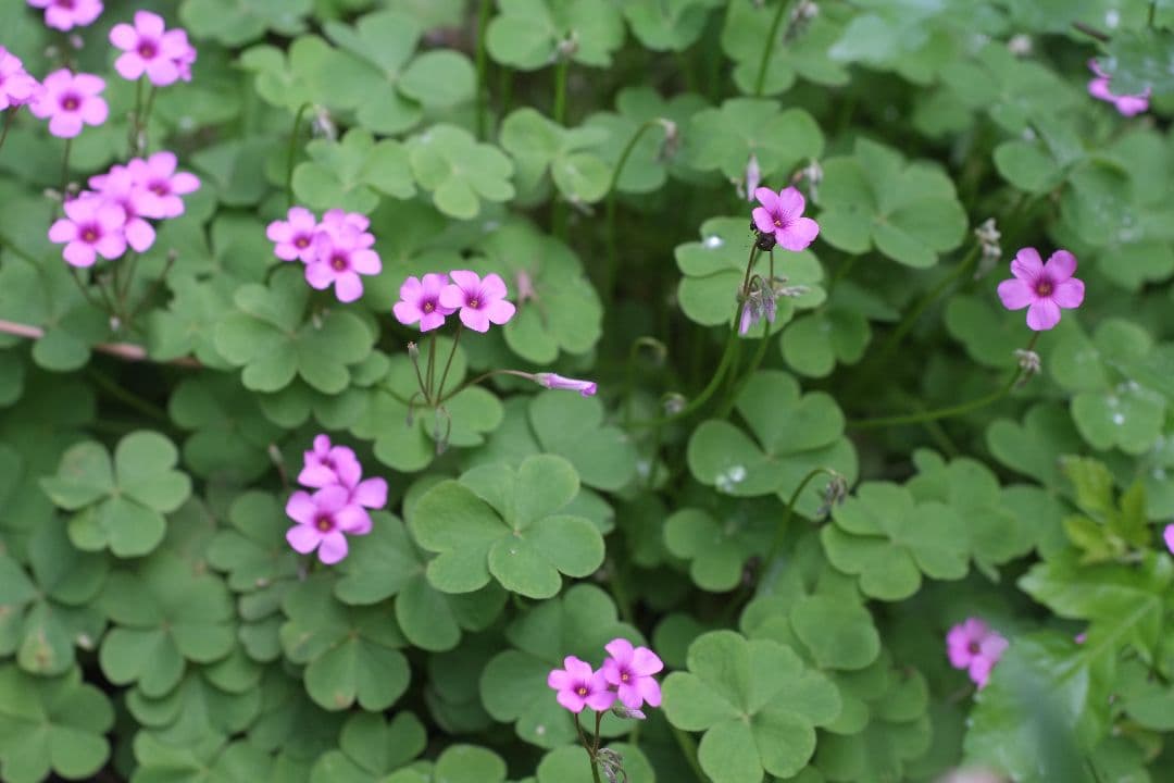 Ai-S NIKKOR 50mm f 1.8 パンケーキレンズ