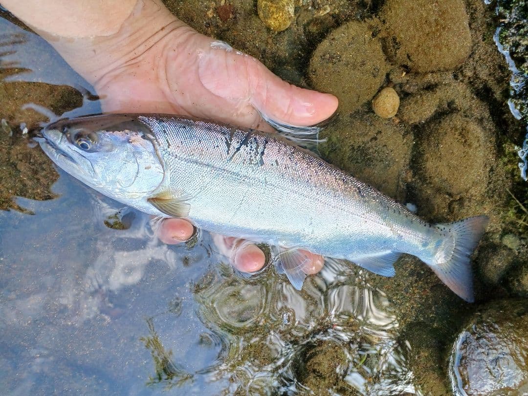 ルビアス　FC　LT2000S-XH