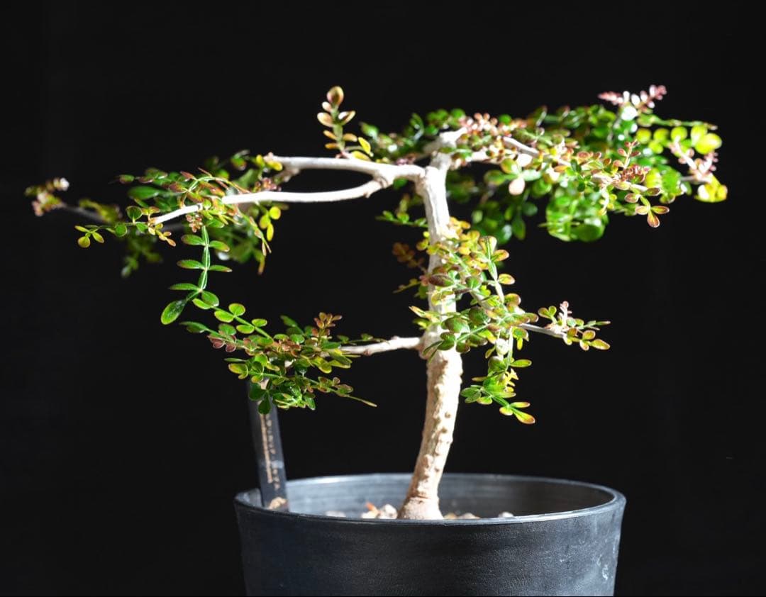 オペルクリカリアパキプス　【実生3年目】管理No.2