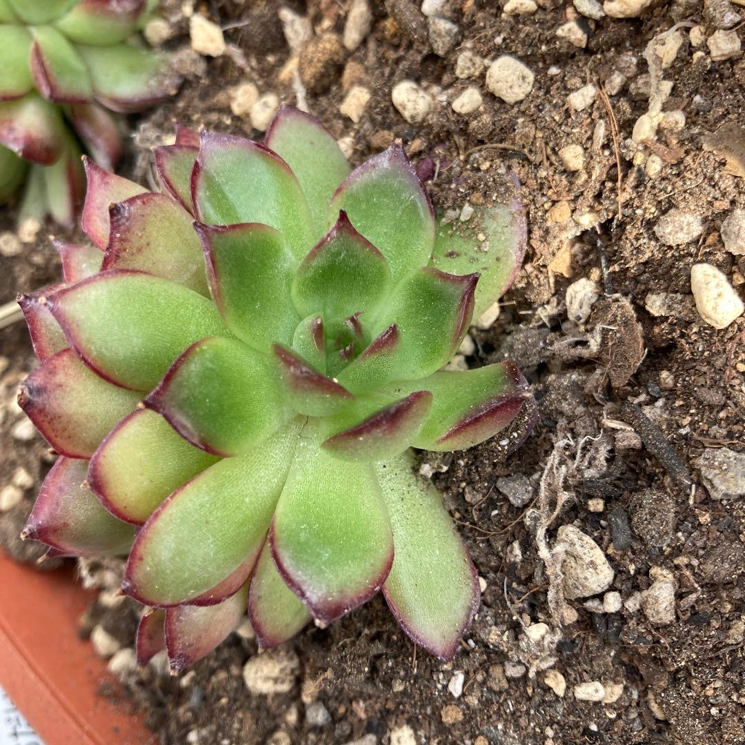 アーオーァライ　多肉植物　エケベリア　抜き苗　二頭1苗