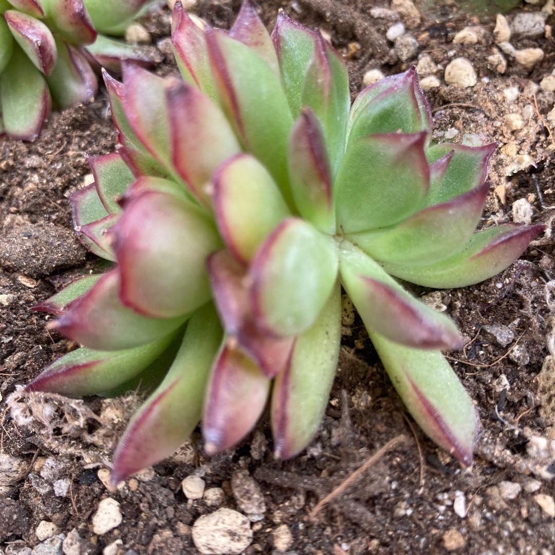 アーオーァライ　多肉植物　エケベリア　抜き苗　二頭1苗