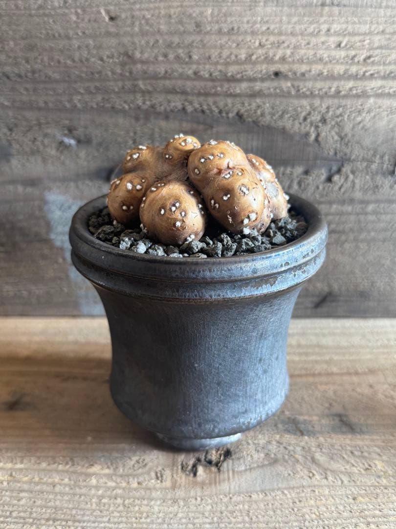 【美形株】 オトンナ カカリオイデス チレコドン ピグマエア ムルチ　現地球