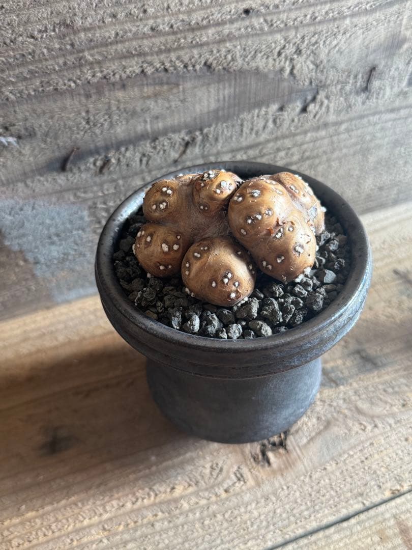 【美形株】 オトンナ カカリオイデス チレコドン ピグマエア ムルチ　現地球