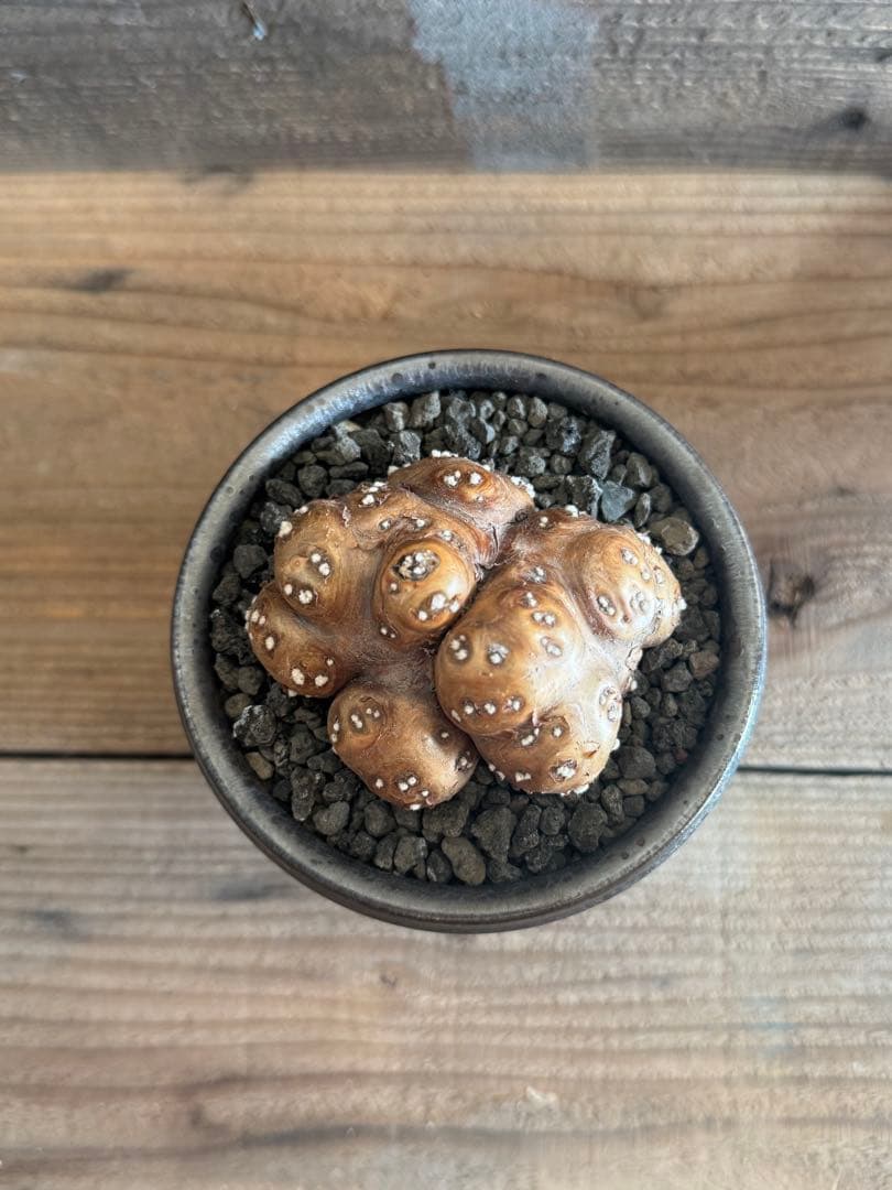 【美形株】 オトンナ カカリオイデス チレコドン ピグマエア ムルチ　現地球