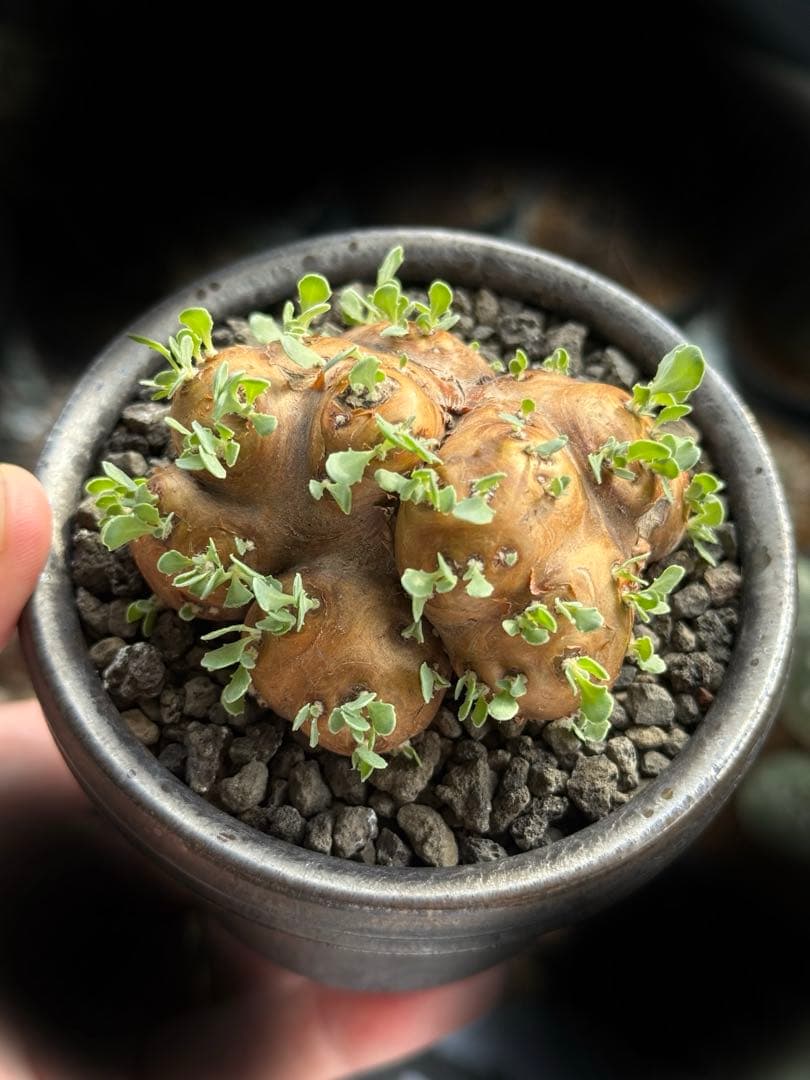 【美形株】 オトンナ カカリオイデス チレコドン ピグマエア ムルチ　現地球