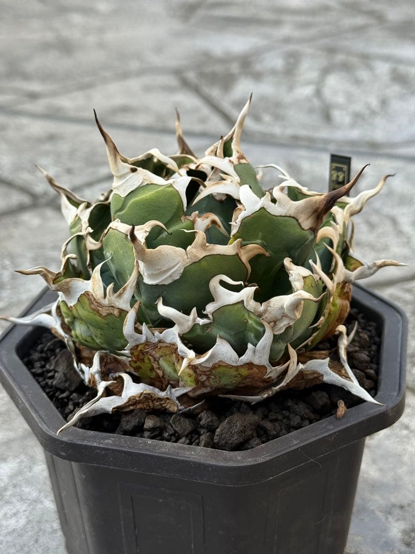 アガベ　チタノタ　白鯨　lize産　発根済み　台湾鉢5号