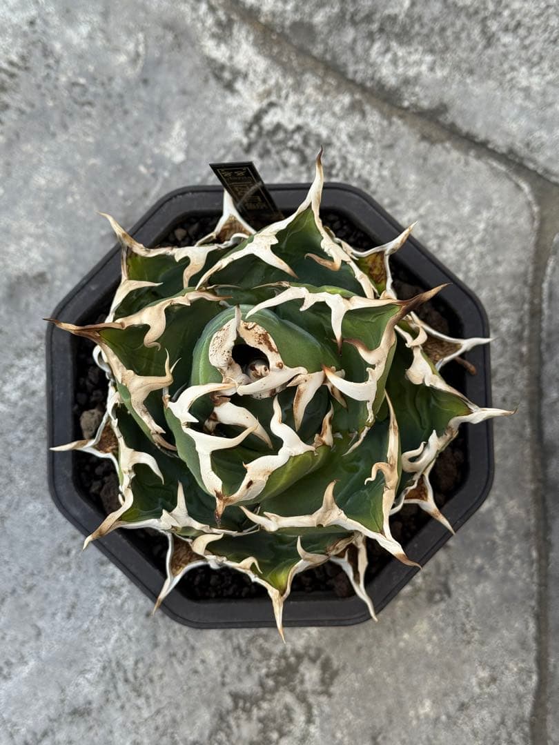 アガベ　チタノタ　白鯨　lize産　発根済み　台湾鉢5号