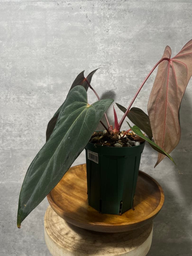 【トップカット】アンスリウムpapi FS/RVDP X Sp.nov.df