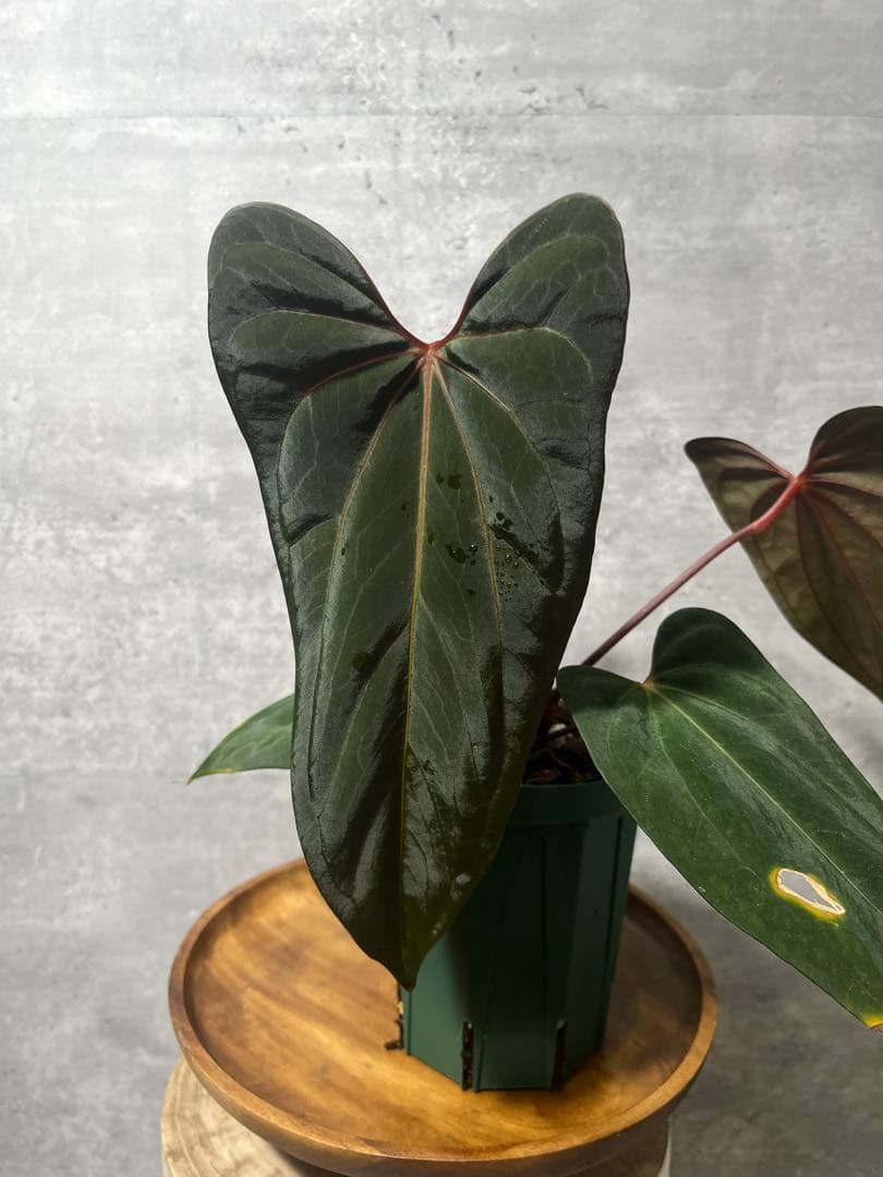 【トップカット】アンスリウムpapi FS/RVDP X Sp.nov.df