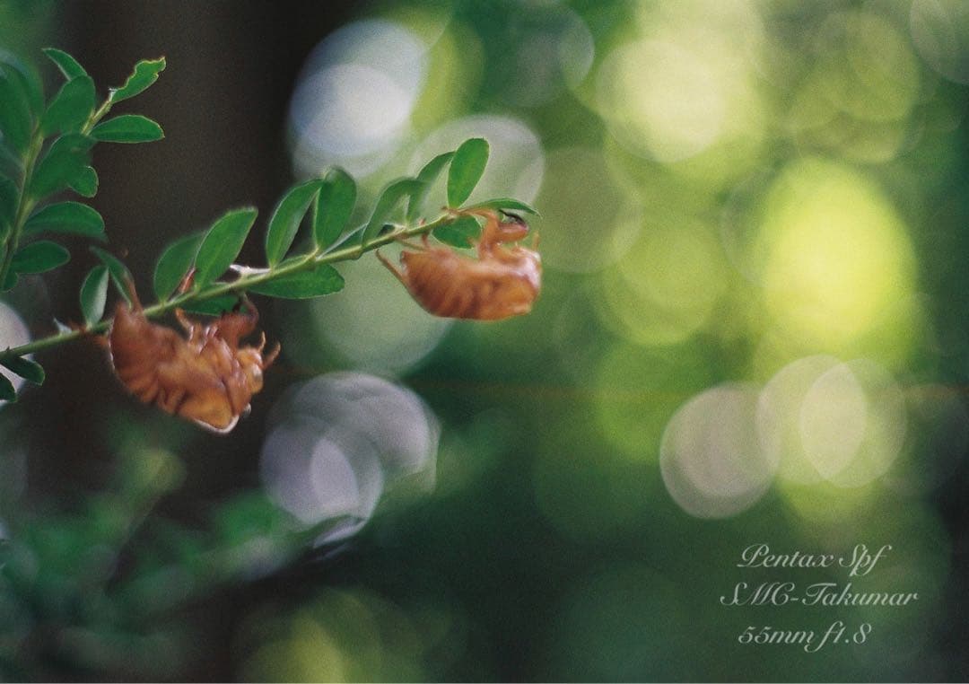 Pentax SPF★完動品＊美品＊試写済★本革外装＊シチリアン・ブルー★絶好調