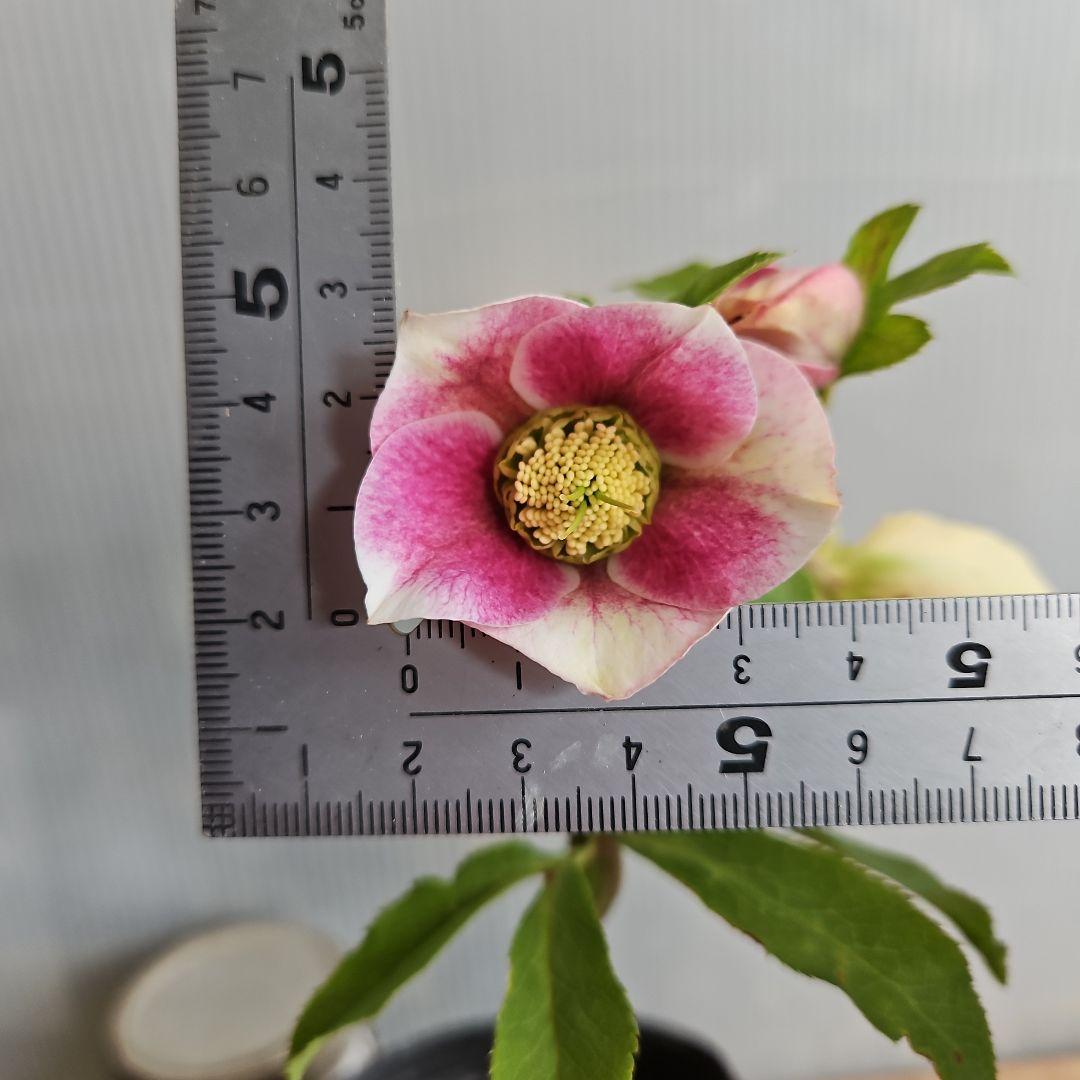 謙信様ご購入苗㉖-396クリスマスローズ