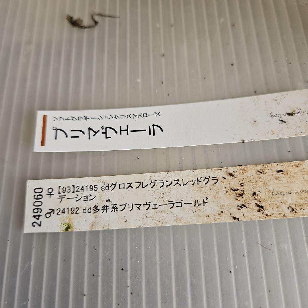 謙信様ご購入苗㉖-396クリスマスローズ