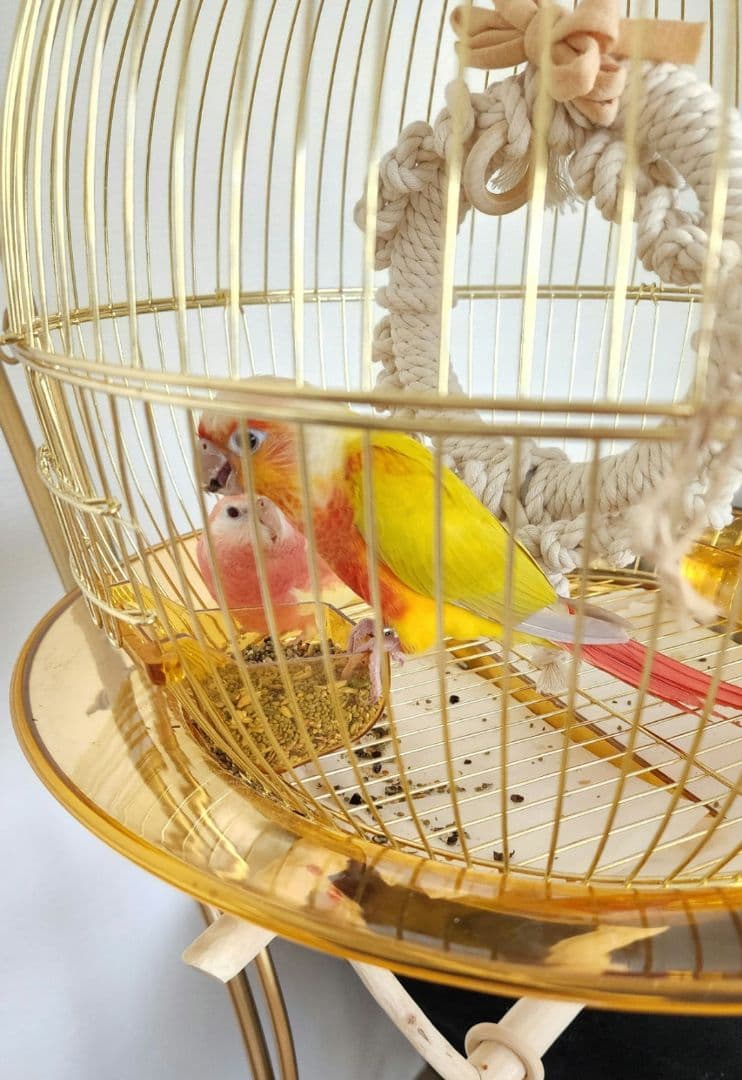 鳥かご ケージ スタンド セット インコ