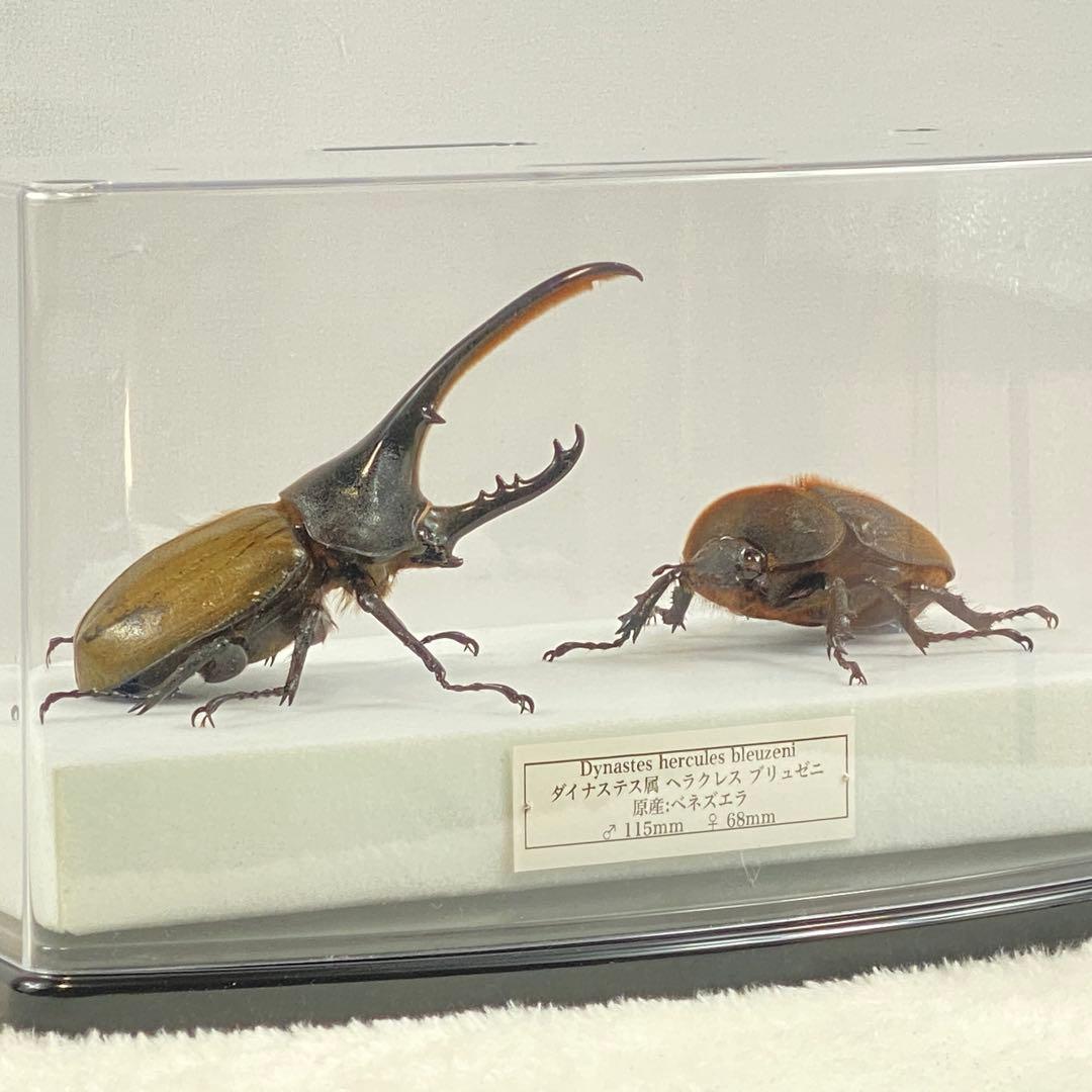【ペア】ヘラクレスオオカブト（ブリュゼニ）のオブジェ（標本）