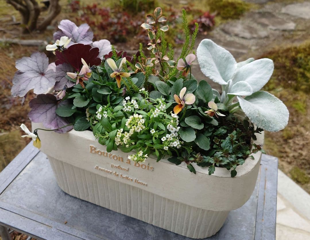 寄せ植え花　すみれ図鑑　HARUページ