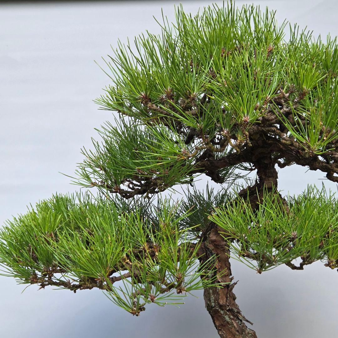 黒松　[石付き]　大品盆栽 じゃぱです。