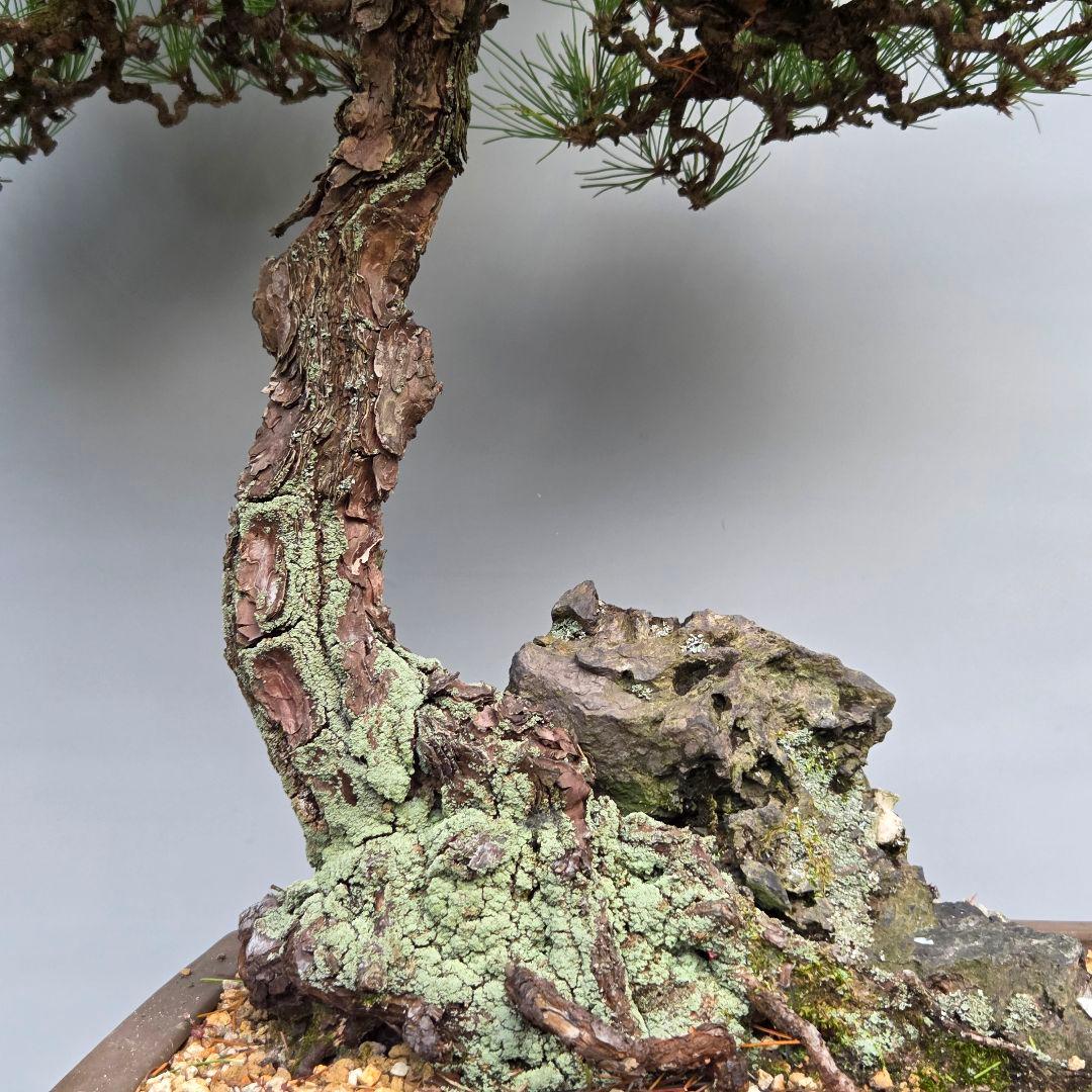 黒松　[石付き]　大品盆栽 じゃぱです。