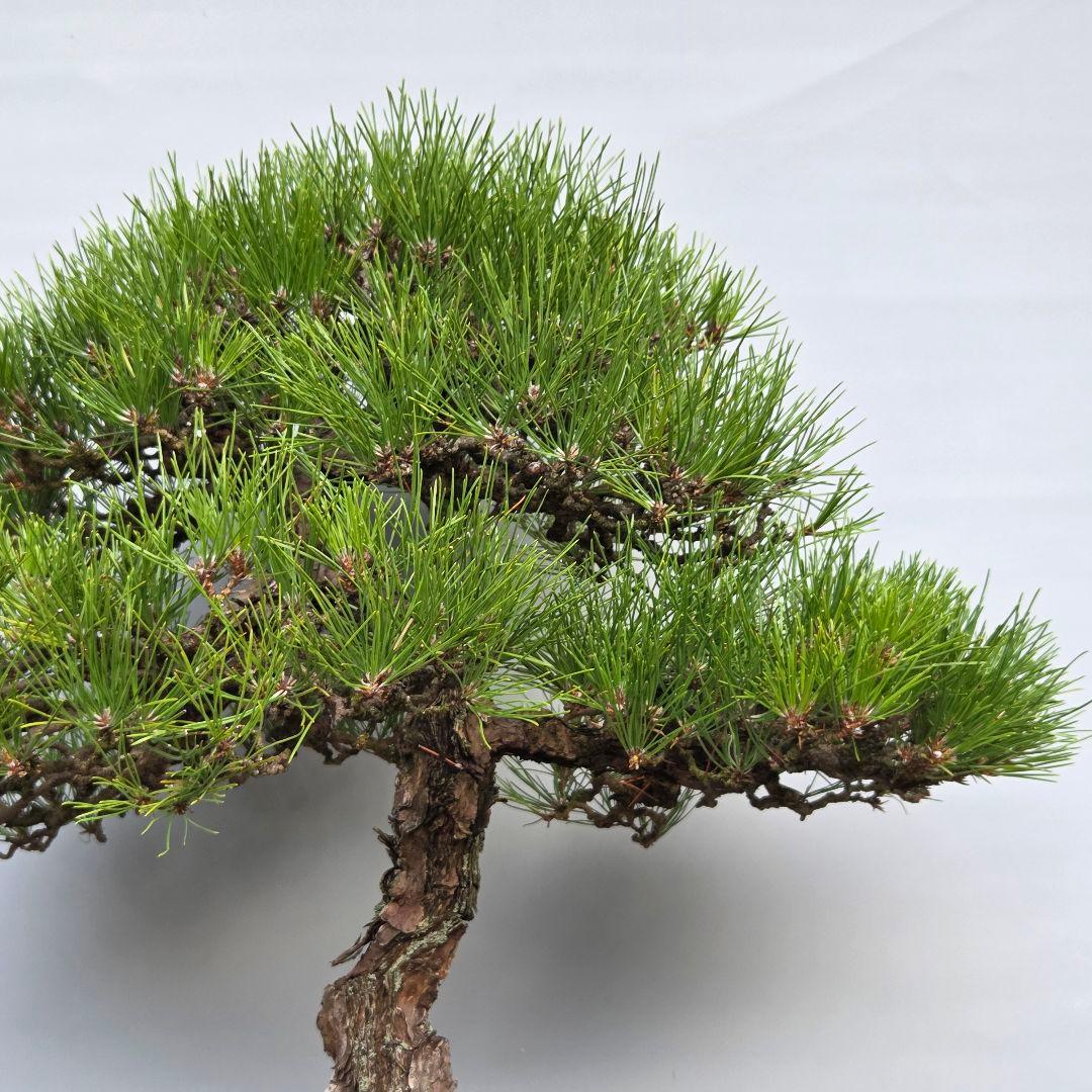 黒松　[石付き]　大品盆栽 じゃぱです。