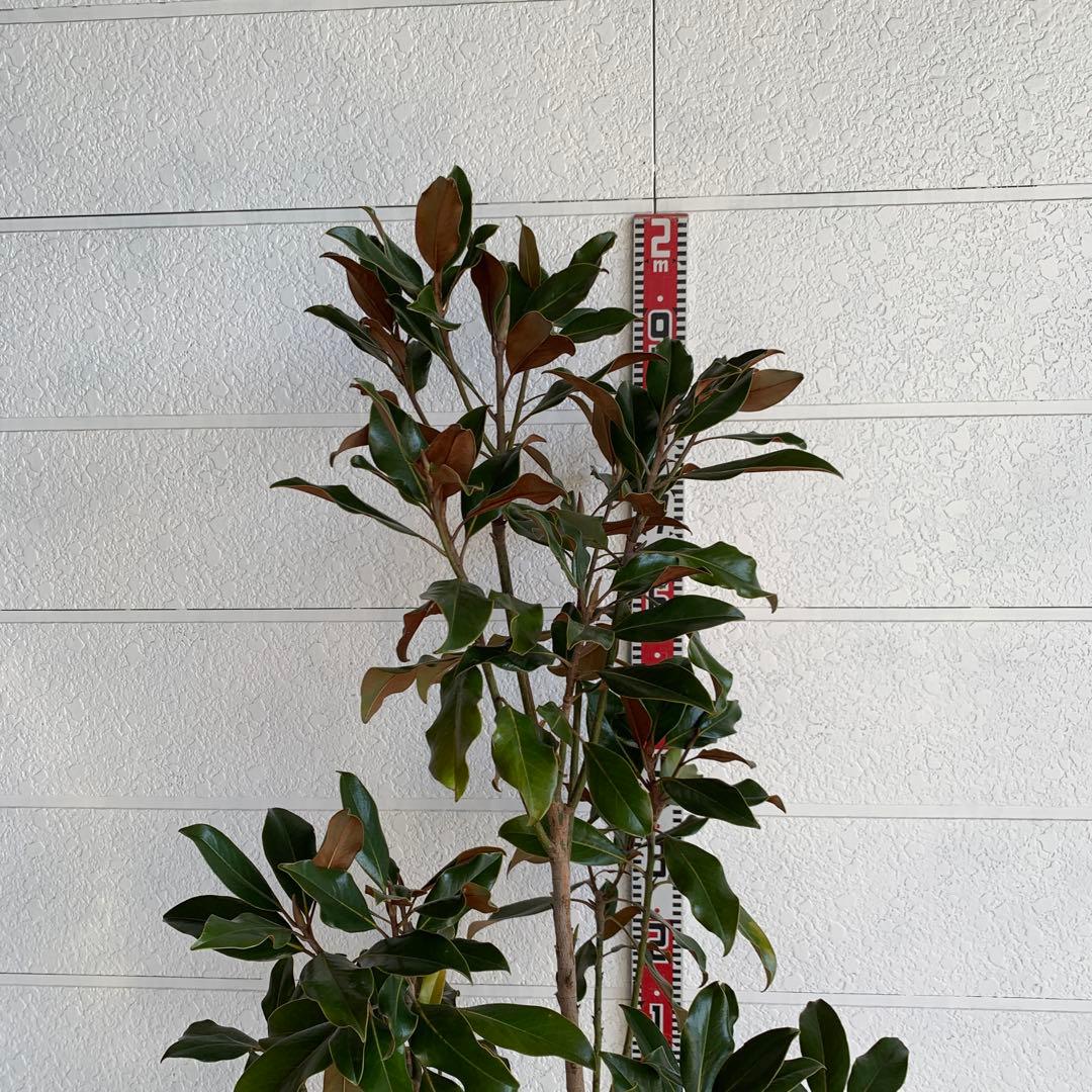 大株　タイサンボク　ケイパレス　約200cm 大山木　リトルジェム　04