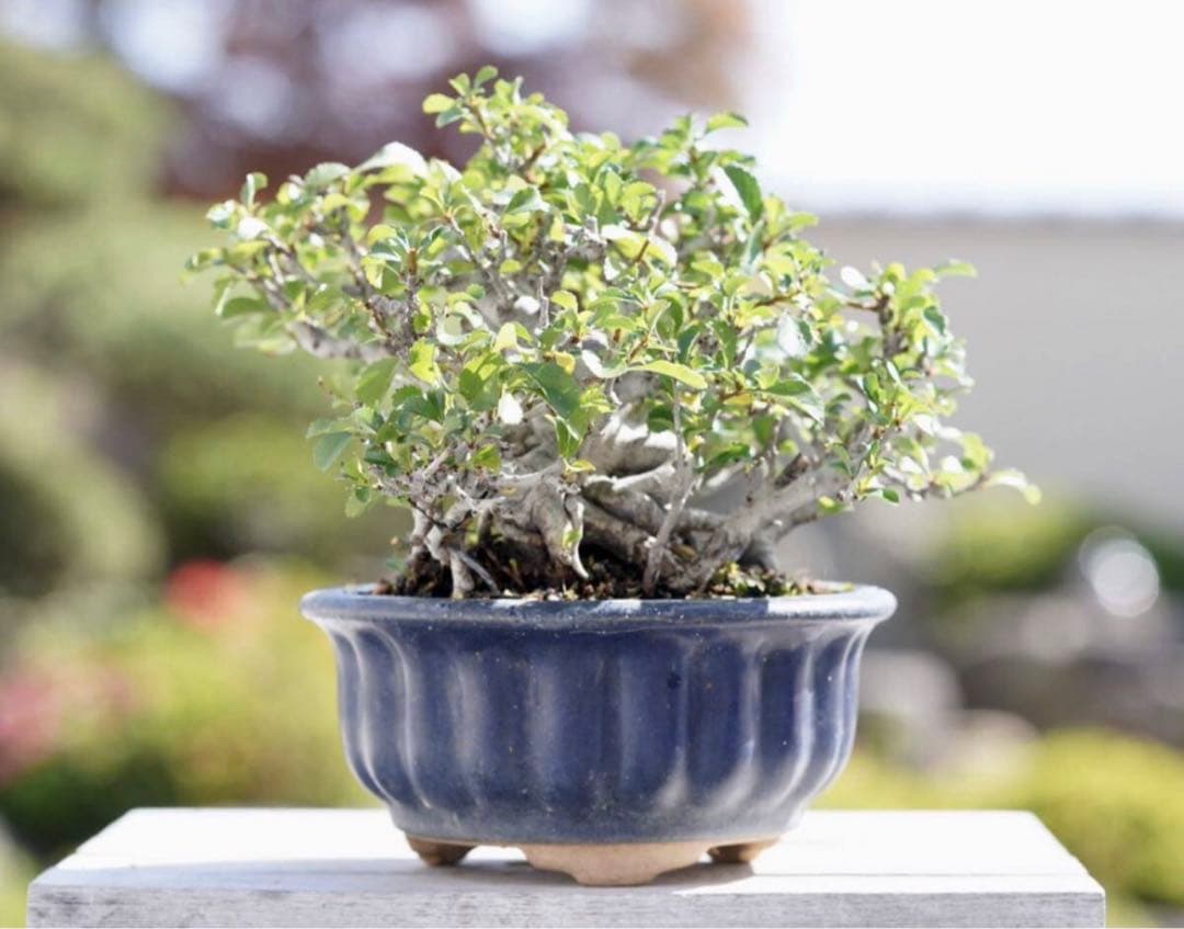 「亦盆栽」長寿梅 紅花 小品盆栽