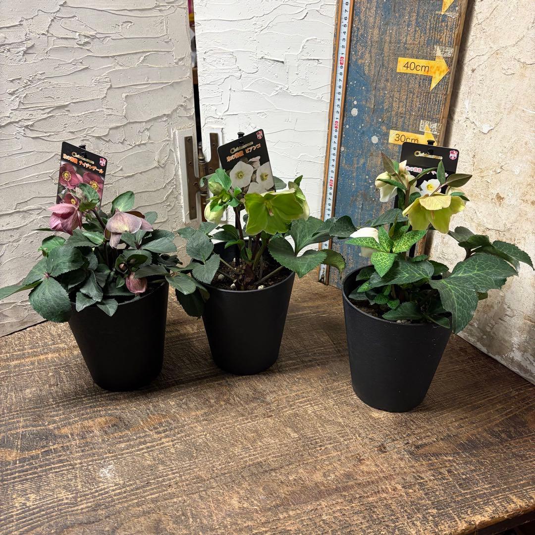 y*a様 【特選】　クリスマスローズ　氷の薔薇　5寸4種4鉢 変更可能