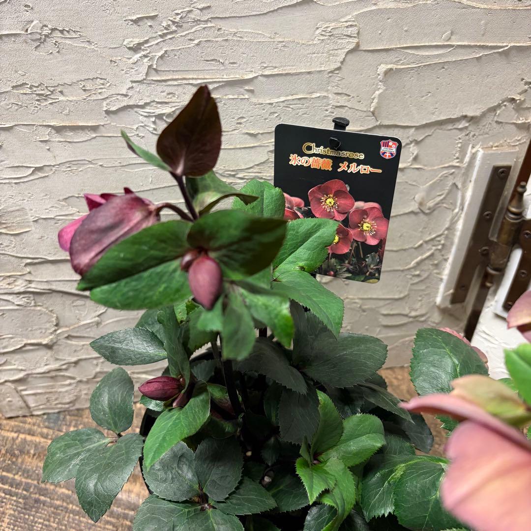 y*a様 【特選】　クリスマスローズ　氷の薔薇　5寸4種4鉢 変更可能