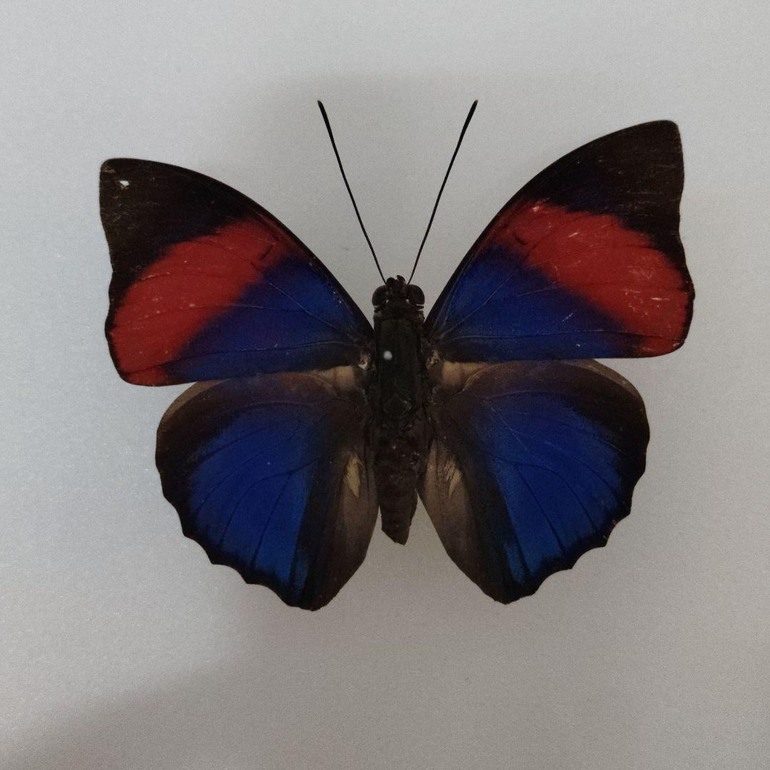 ナルキッサスミイロタテハ　♂　ブラジル　オビドス産　美麗