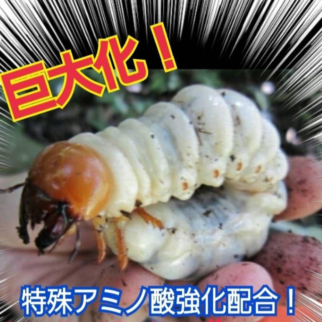 極上！ヒマラヤひらたけ菌糸瓶【１０本セット】トレハロース、キトサン強化配合！