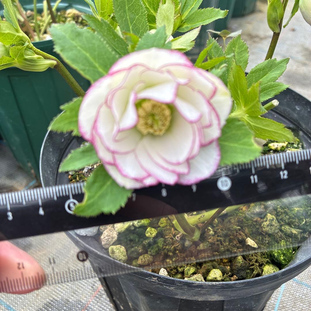 クリスマスローズ　小輪ピコティ　７寸　丈短　開花途中