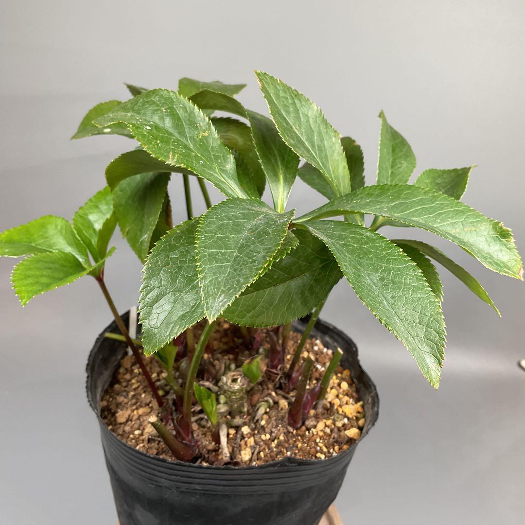 クリスマスローズ 超多弁ホワイト【開花3年目充実株】