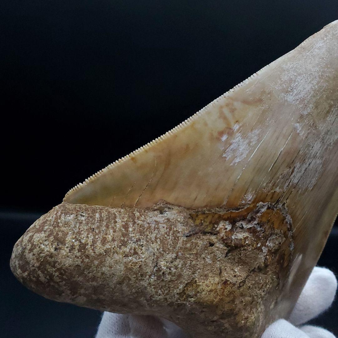 極上 メガロドン 歯 化石 本物 インドネシア 117.89mm mg7