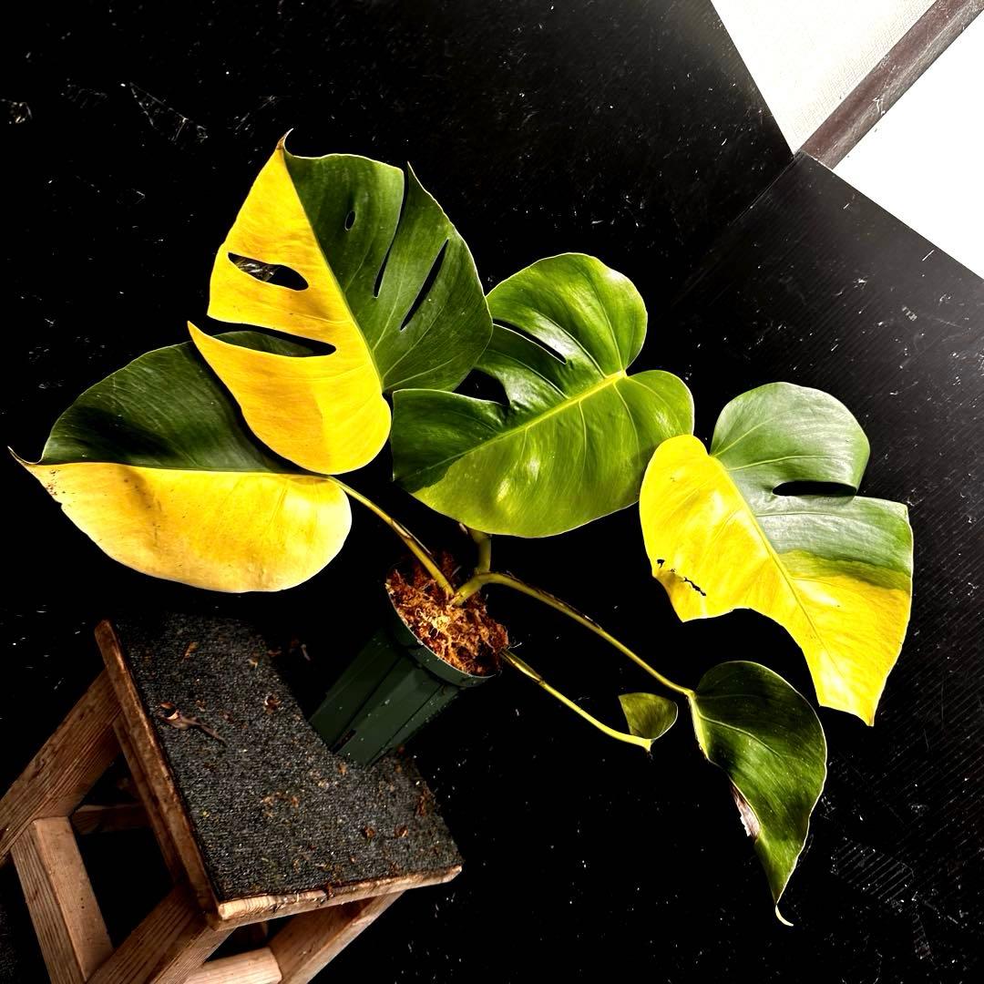 F*7様 斑入りモンステラボルシギアナオーレアハーフムーン黄斑4号鉢植え48cm