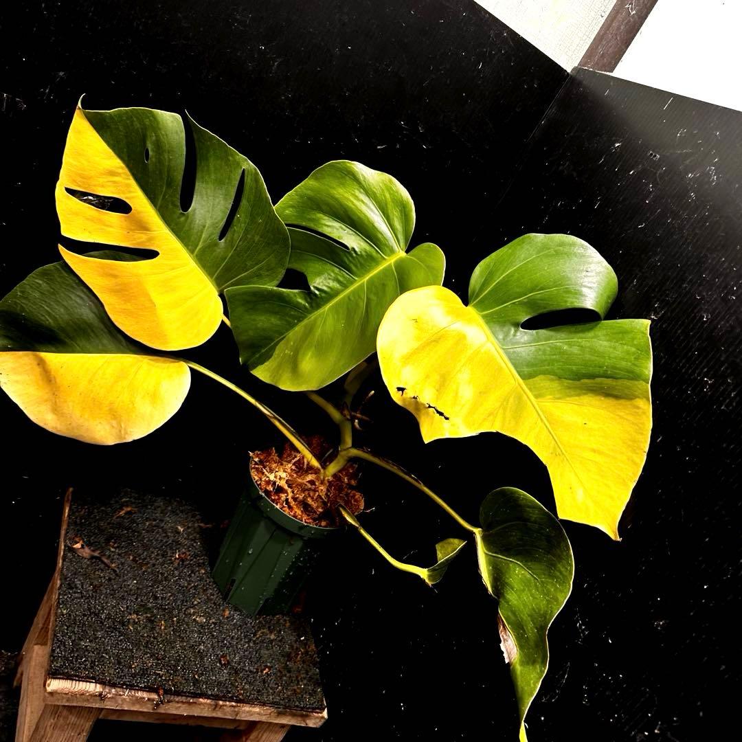 F*7様 斑入りモンステラボルシギアナオーレアハーフムーン黄斑4号鉢植え48cm