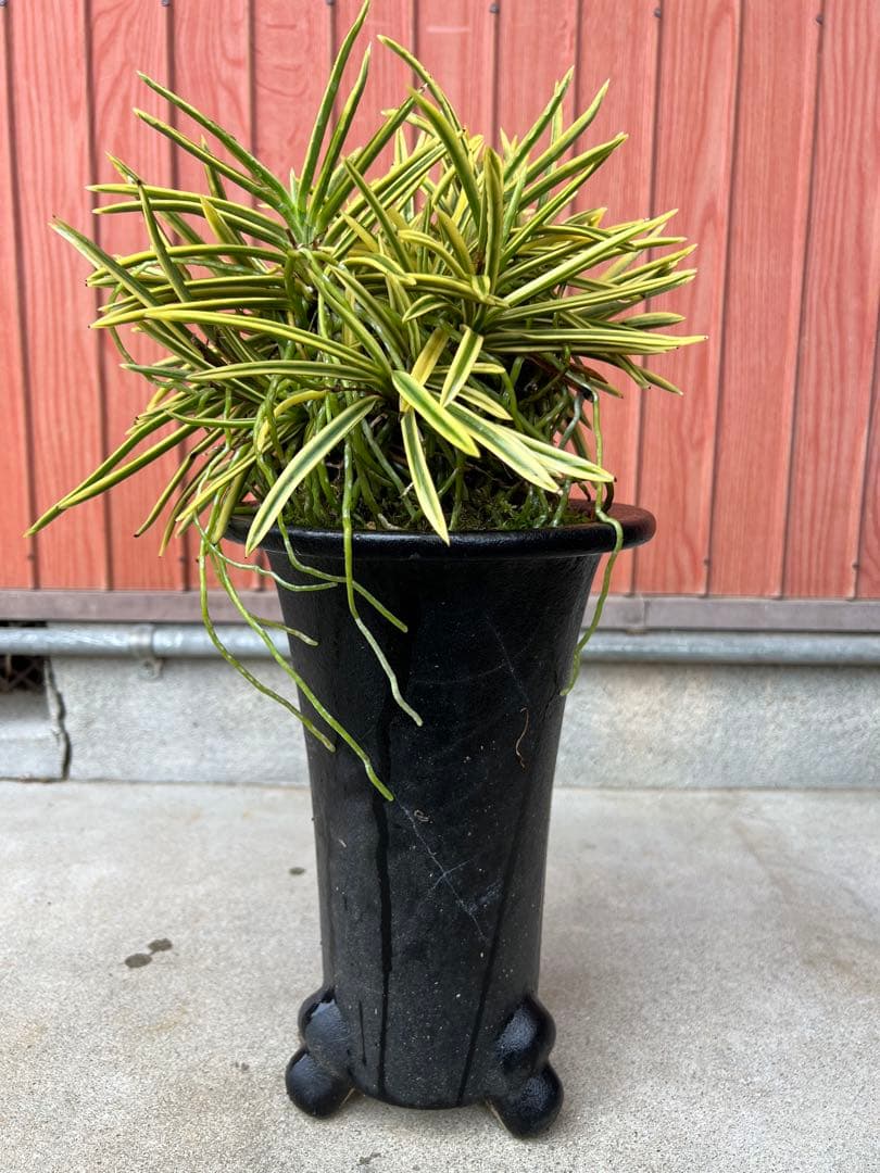 富貴蘭、天恵覆輪の群生(30弱あります)