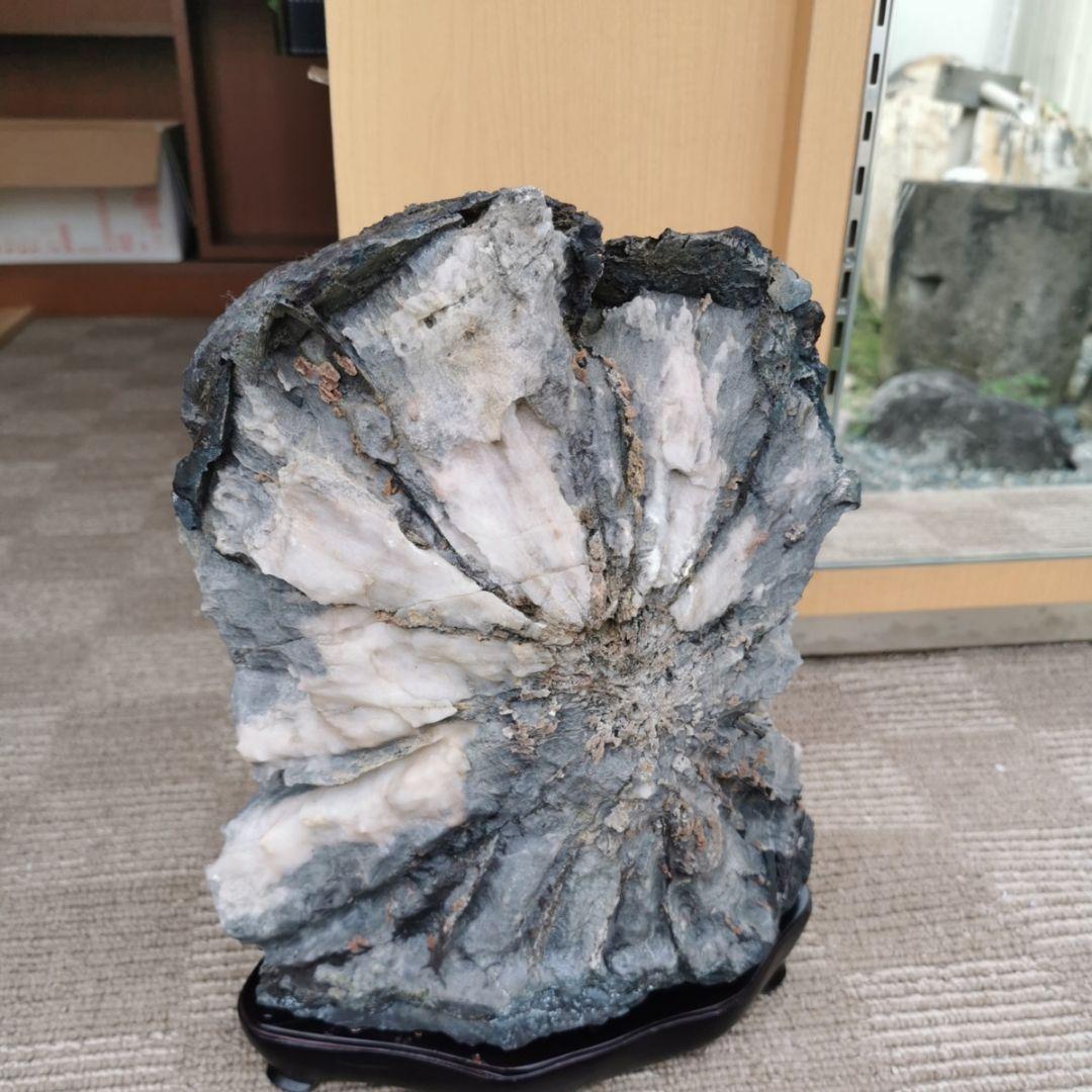 根尾谷産　牙菊花石　13.8キロ　菊花石　鑑賞石　石　置物　オブジェ　インテリア