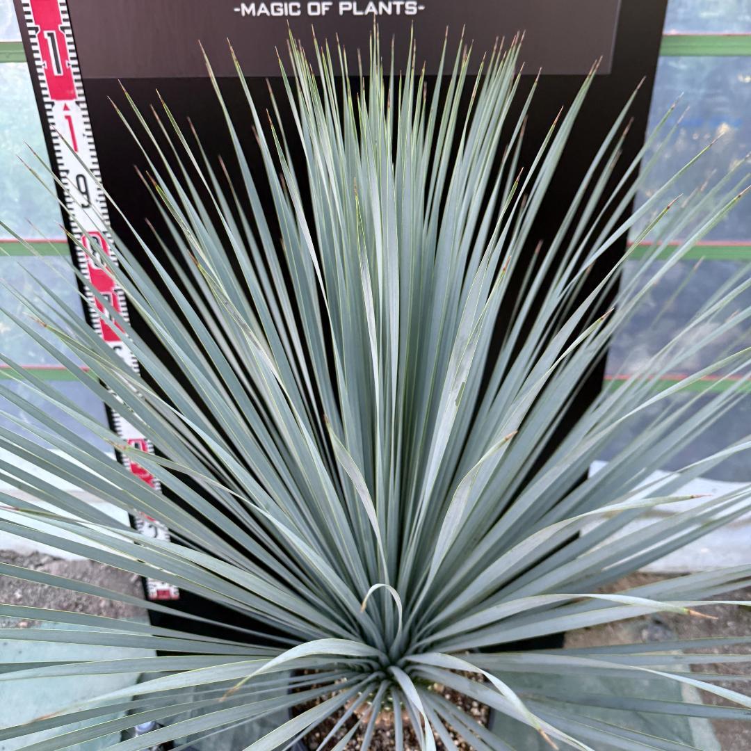 【AL1081】ユッカ　LA ALBERO　ランチョブルー　数量限定販売