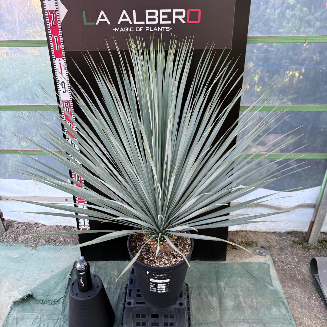 【AL1081】ユッカ　LA ALBERO　ランチョブルー　数量限定販売