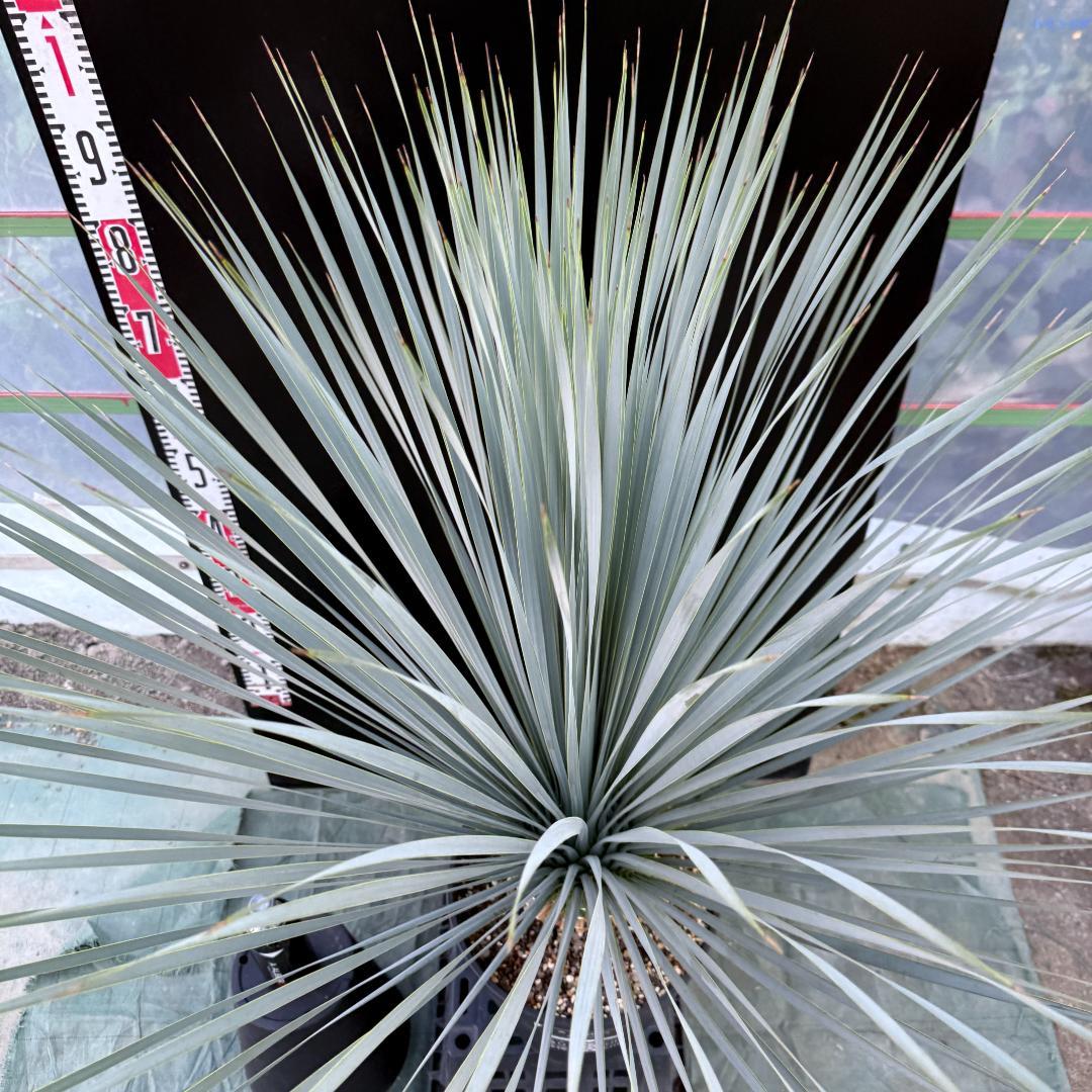 【AL1081】ユッカ　LA ALBERO　ランチョブルー　数量限定販売