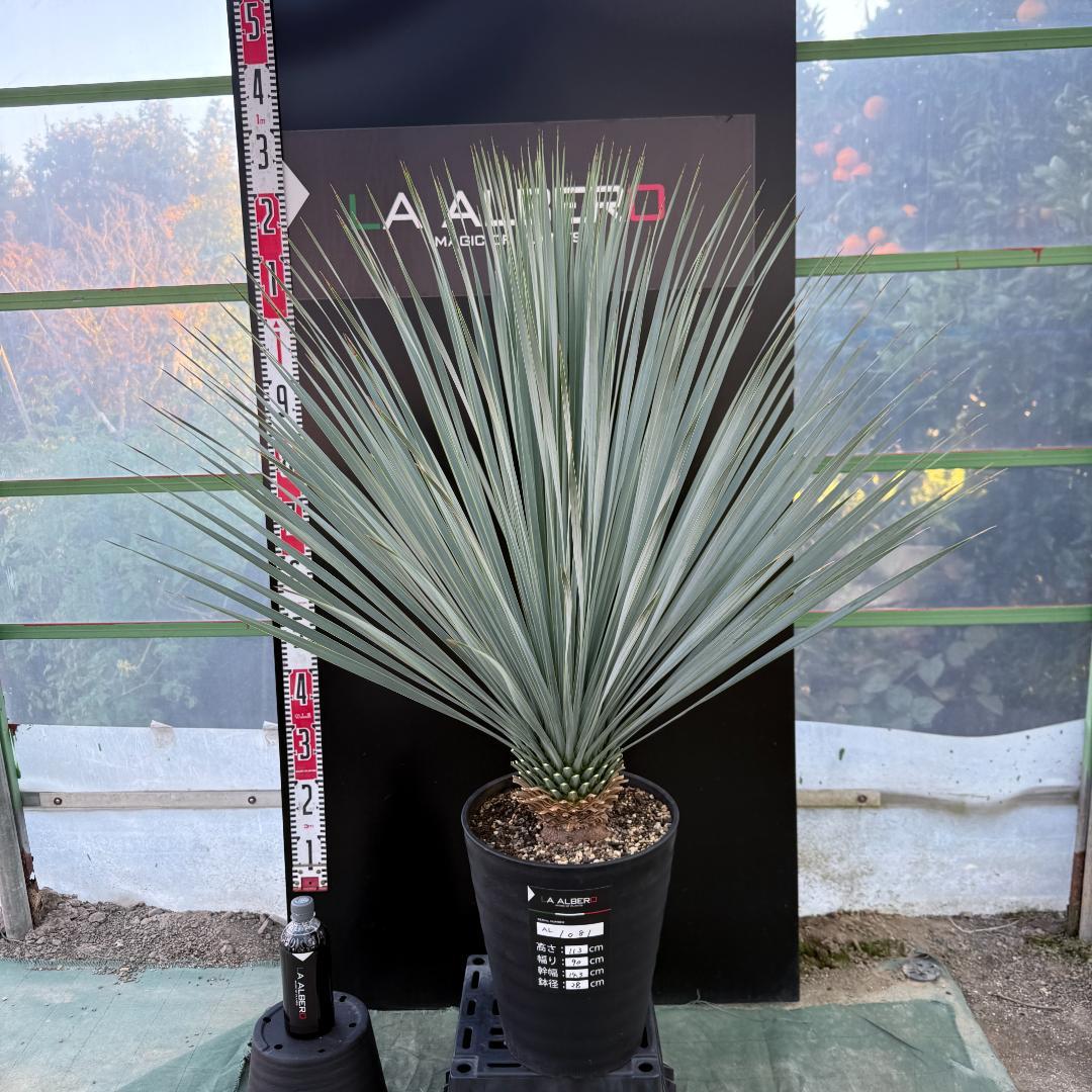 【AL1081】ユッカ　LA ALBERO　ランチョブルー　数量限定販売
