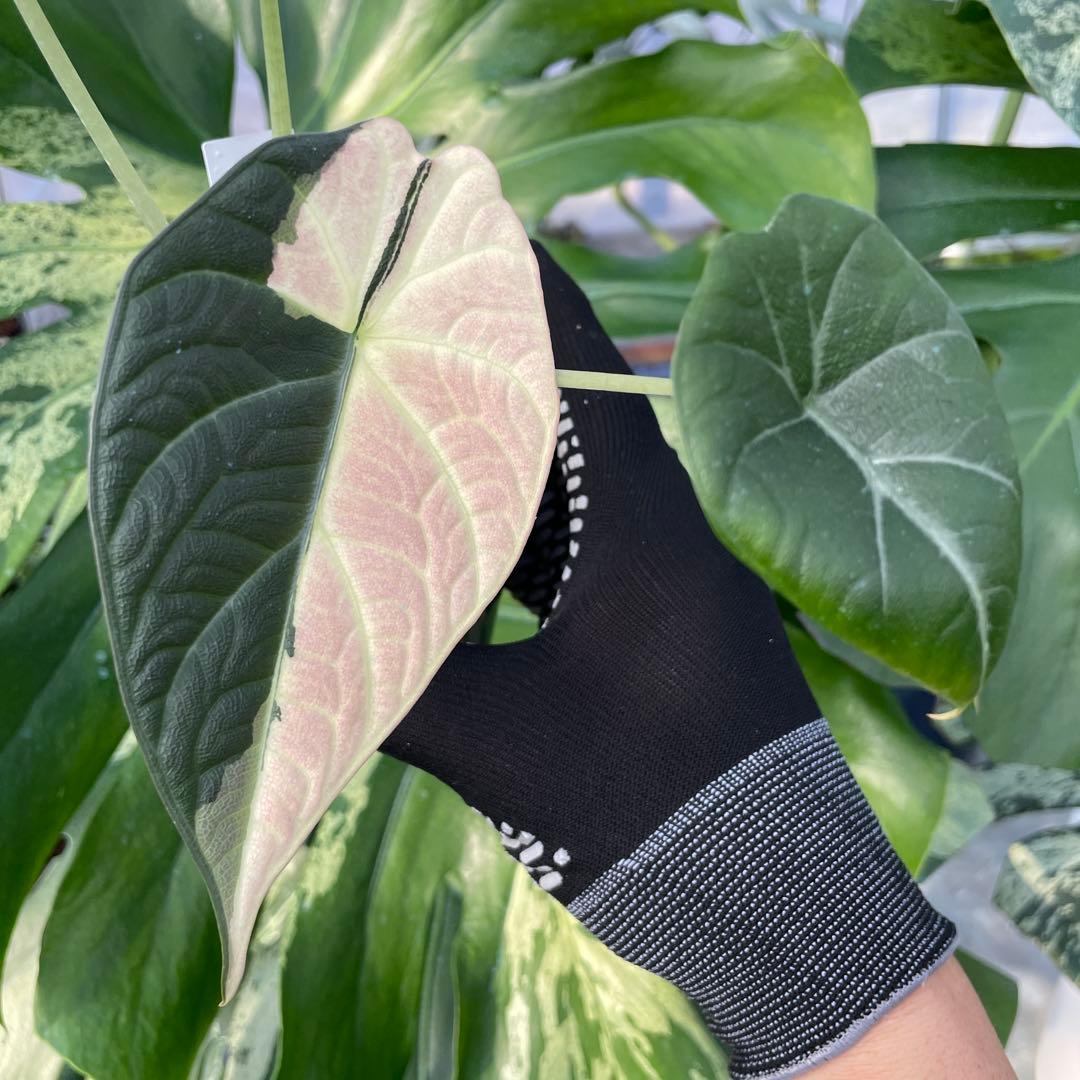 k*T様 A1アロカシア　マハラニ　アルボ 送料込み