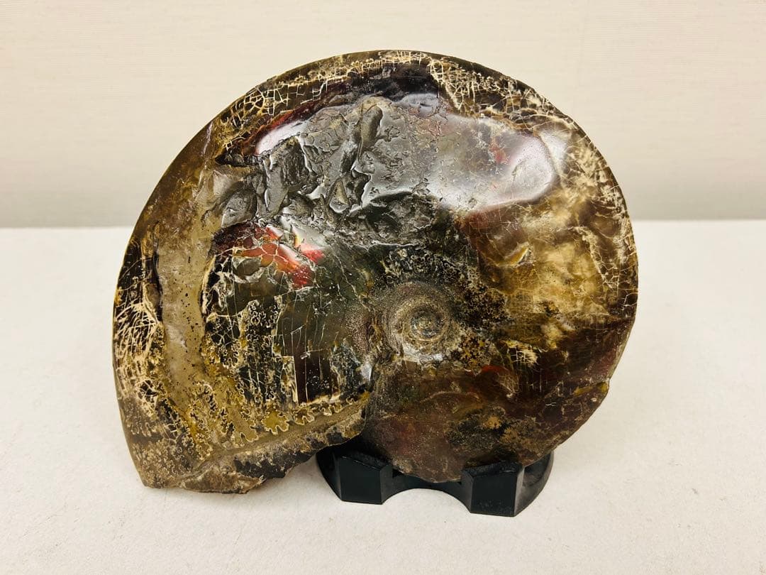 アンモライト（Ammolite）原石