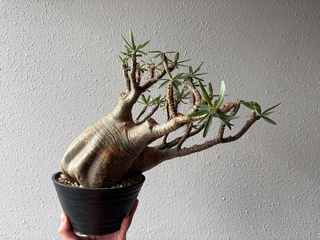 【特大株】パキポディウム　グラキリス　現地球　発根済み