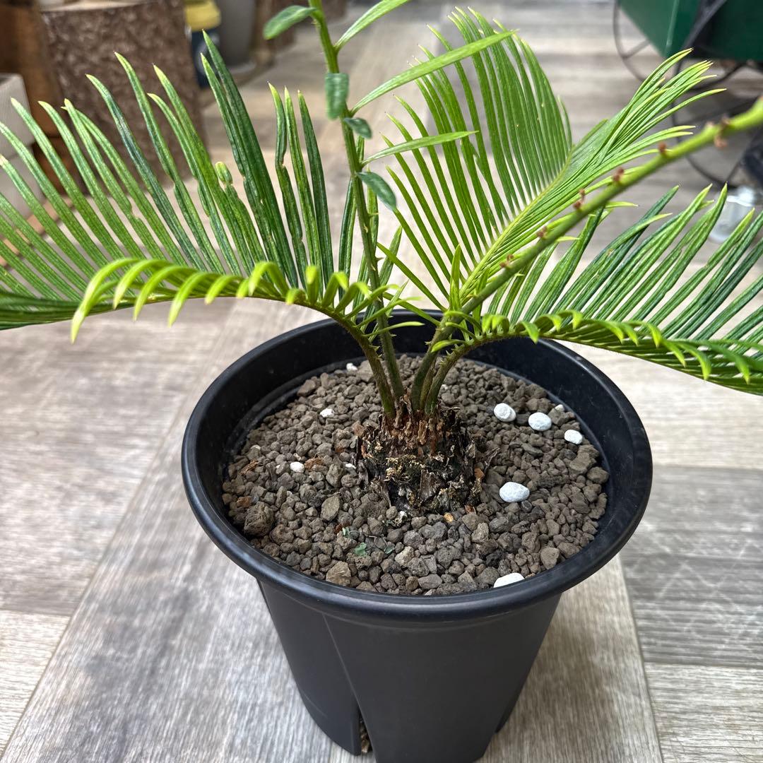 希少！　ソテツ斑入り　沖縄県の親株からの子株