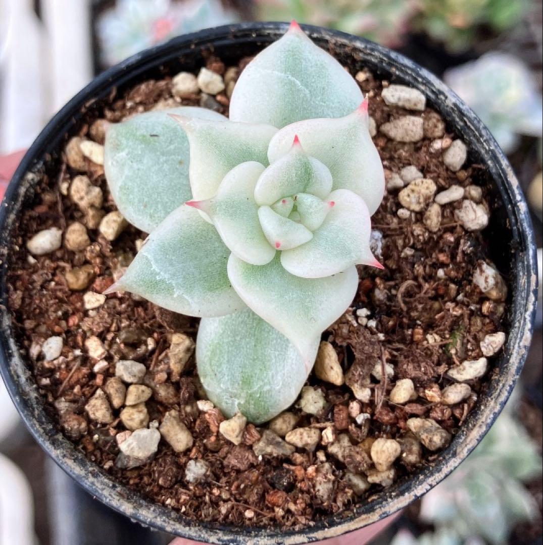 多肉植物　摘芯株　サファイア錦　抜き苗