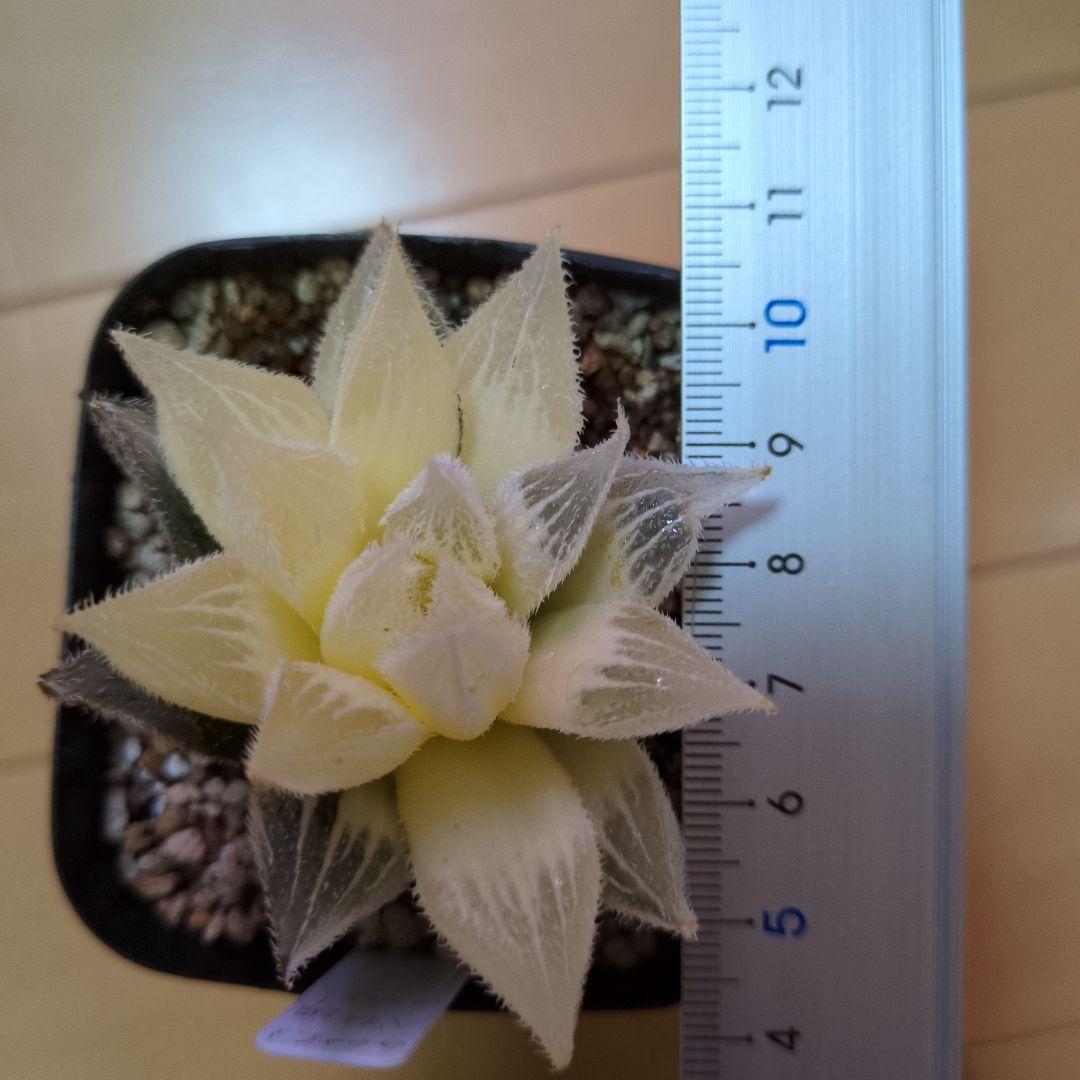 ハルオチア　新白蛇伝