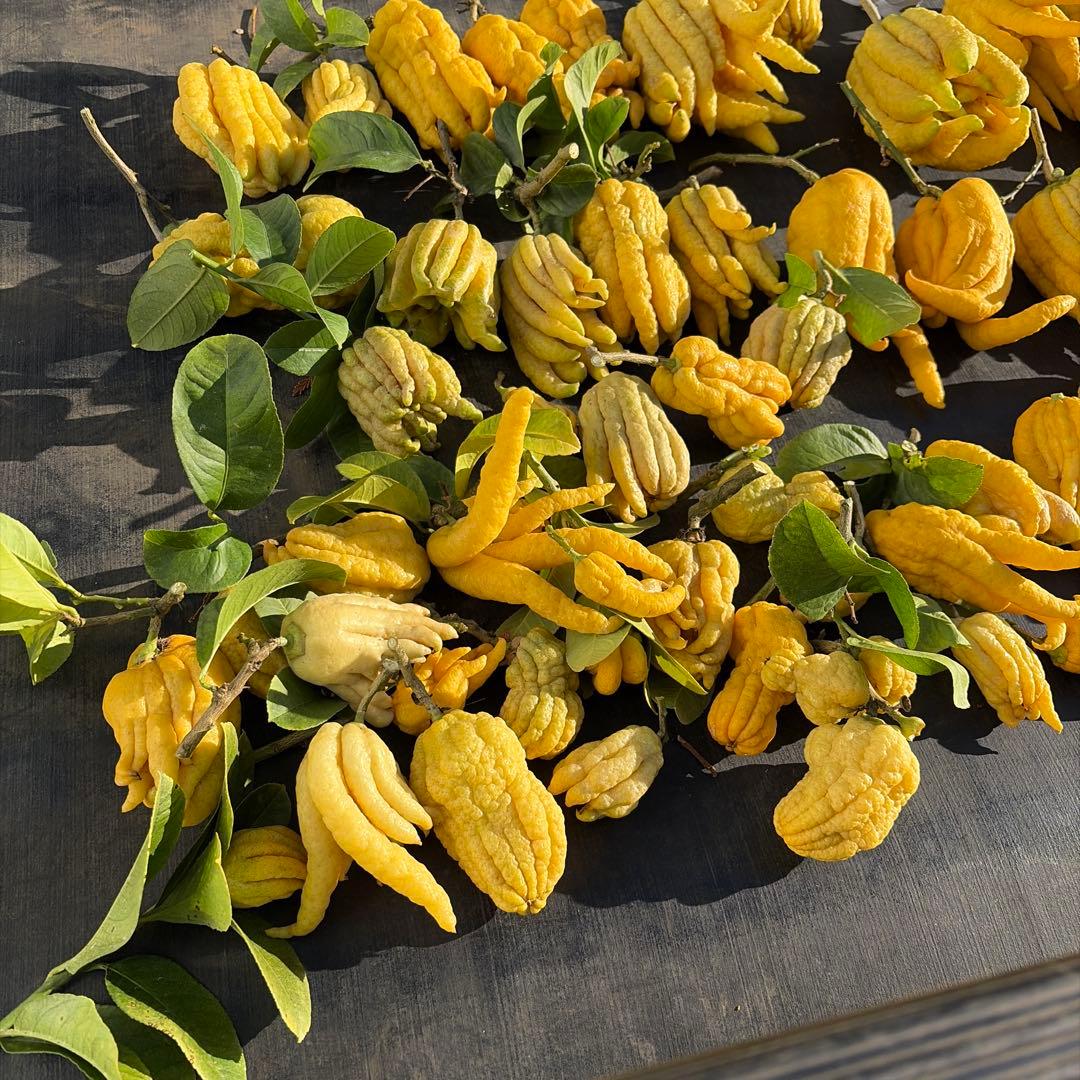 仏手柑　セット