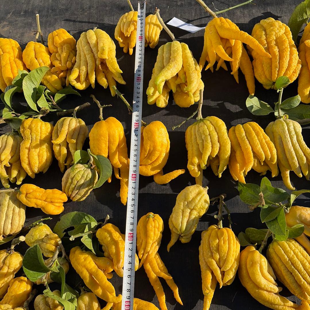 仏手柑　セット