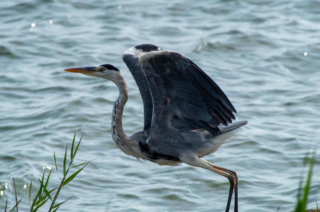 【ahiru_chan専用】ペンタックス　PENTAX K-30 黒